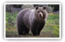 Bears desktop wallpapers