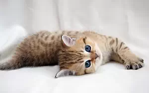 Cat wide wallpapers and HD wallpapers