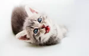 Cat wide wallpapers and HD wallpapers