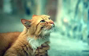 Cat wide wallpapers and HD wallpapers