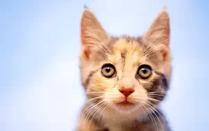 Cat wide wallpapers and HD wallpapers