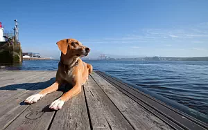 Dog wide wallpapers and HD wallpapers