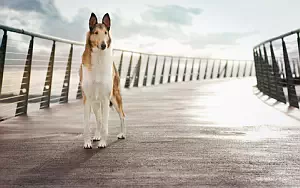 Dog wide wallpapers and HD wallpapers