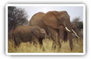 Elephants desktop wallpapers