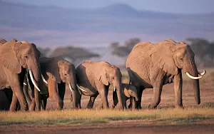 Elephants wide wallpapers and HD wallpapers