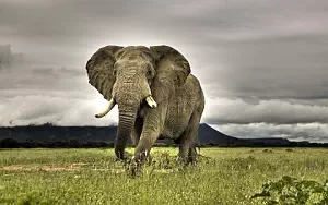 Elephants wide wallpapers and HD wallpapers