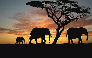 Elephants wide wallpapers and HD wallpapers