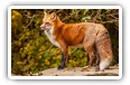 Foxes desktop wallpapers