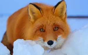 Foxes wide wallpapers and HD wallpapers