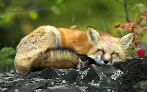 Foxes wide wallpapers and HD wallpapers