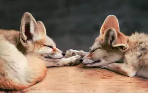 Foxes wide wallpapers and HD wallpapers