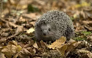 Hedgehogs wide wallpapers and HD wallpapers