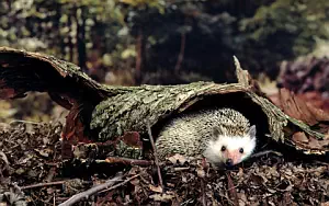 Hedgehogs wide wallpapers and HD wallpapers