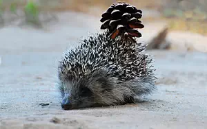 Hedgehogs wide wallpapers and HD wallpapers