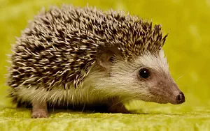 Hedgehogs wide wallpapers and HD wallpapers