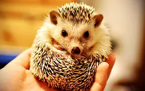 Hedgehogs wide wallpapers and HD wallpapers
