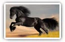 Horses desktop wallpapers