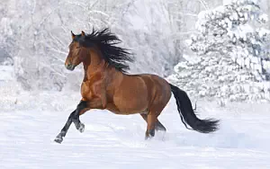 Horse wide wallpapers and HD wallpapers