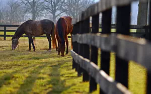 Horse wide wallpapers and HD wallpapers