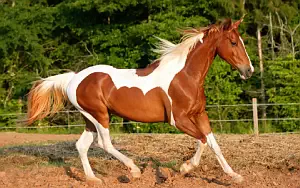 Horse wide wallpapers and HD wallpapers