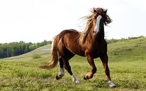 Horse wide wallpapers and HD wallpapers