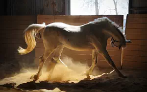 Horse wide wallpapers and HD wallpapers