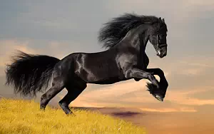 Horse wide wallpapers and HD wallpapers