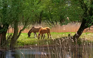 Horse wide wallpapers and HD wallpapers