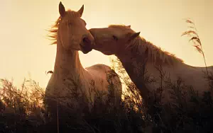 Horse wide wallpapers and HD wallpapers