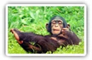 Monkeys desktop wallpapers