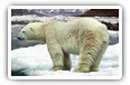 Polar Bears desktop wallpapers
