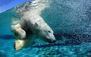 Polar Bears wide wallpapers and HD wallpapers