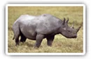 Rhinoceroses desktop wallpapers