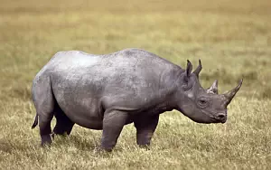 Rhinoceroses wide wallpapers and HD wallpapers