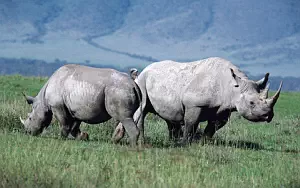 Rhinoceroses wide wallpapers and HD wallpapers