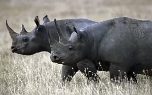 Rhinoceroses wide wallpapers and HD wallpapers