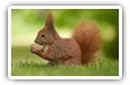 Squirrels desktop wallpapers