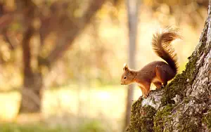 Squirrels wide wallpapers and HD wallpapers