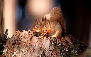 Squirrels wide wallpapers and HD wallpapers