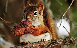 Squirrels wide wallpapers and HD wallpapers