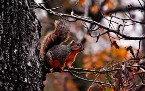 Squirrels wide wallpapers and HD wallpapers