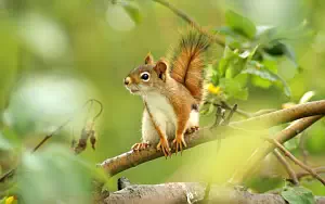 Squirrels wide wallpapers and HD wallpapers