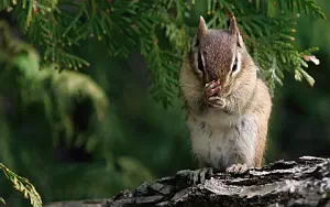 Squirrels wide wallpapers and HD wallpapers