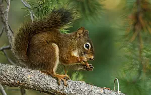 Squirrels wide wallpapers and HD wallpapers