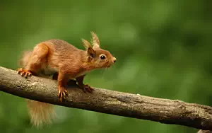 Squirrels wide wallpapers and HD wallpapers