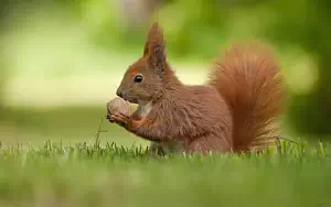 Squirrels wide wallpapers and HD wallpapers