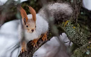 Squirrels wide wallpapers and HD wallpapers