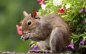 Squirrels wide wallpapers and HD wallpapers