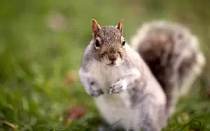 Squirrels wide wallpapers and HD wallpapers