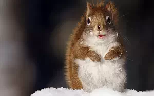 Squirrels wide wallpapers and HD wallpapers